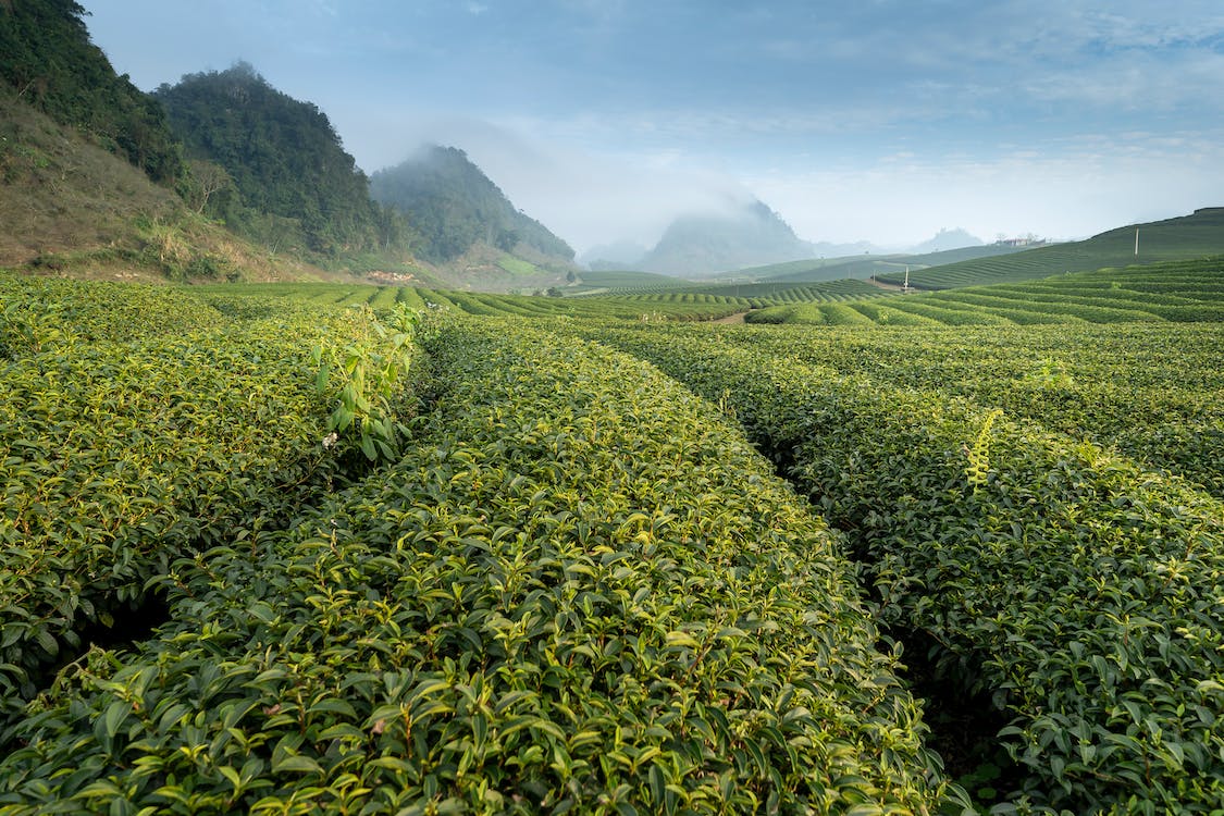 red bali kratom is one potent kratom strain.
