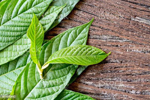 kratom powder
