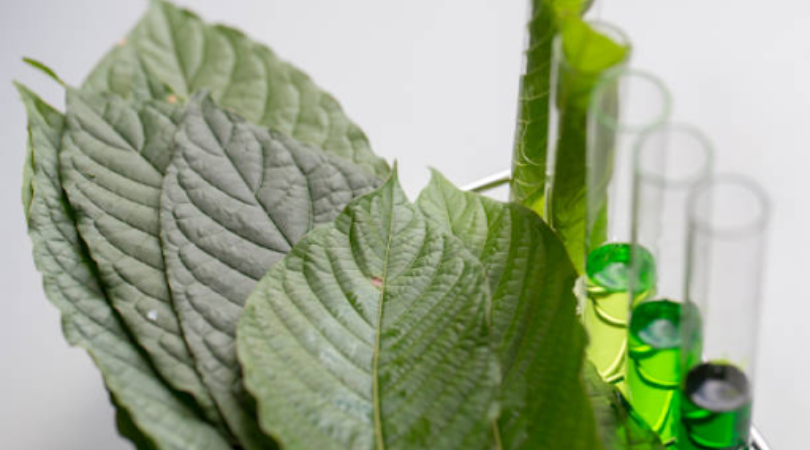 kratom leaves