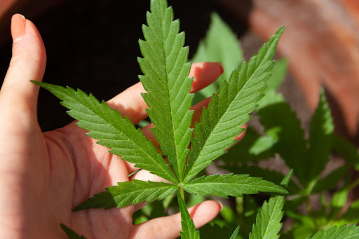 Weed Consumption