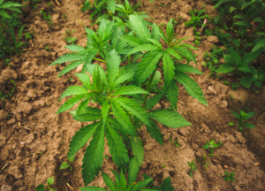 red kratom
