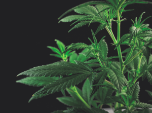 red kratom effects
